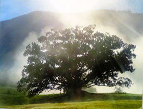 Fig Trees of Blue Knob by Lynne Sealotus-Edmondson (Sacred Landscapes)